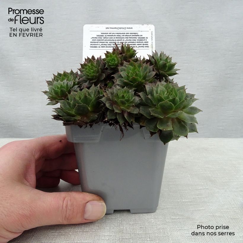 Sempervivum Chick Charms ® Berry Blues - Joubarbe bleue violacée Pot de 10 cm/11cm esemplare consegnato in inverno