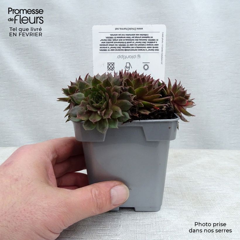 Sempervivum Chick Charms ® Bing Cherry - Joubarbe bourgogne Pot de 10 cm/11cm esemplare consegnato in inverno