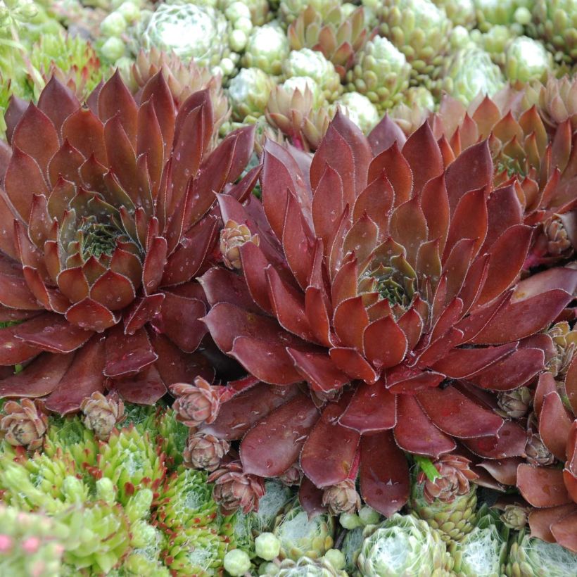 Sempervivum Chick Charms Cherry Berry - Semprevivo (Fogliame)