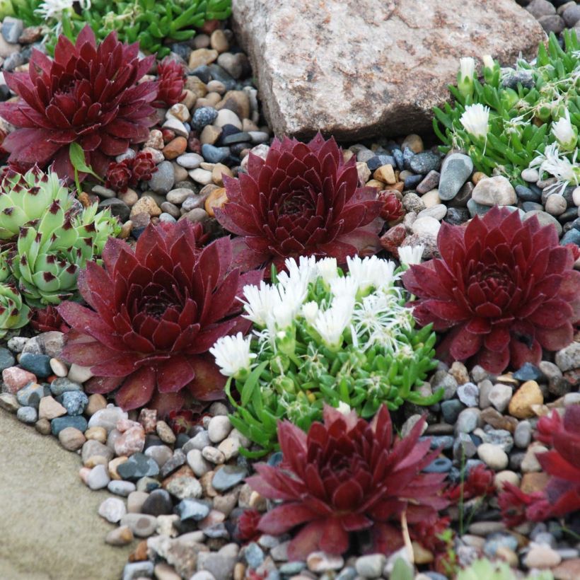 Sempervivum Chick Charms Cherry Berry - Semprevivo (Porto)