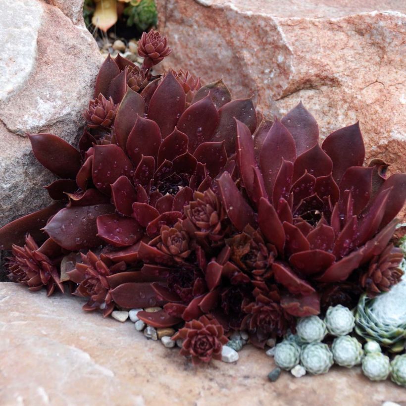 Sempervivum Chick Charms Chocolate Kiss - Semprevivo (Porto)