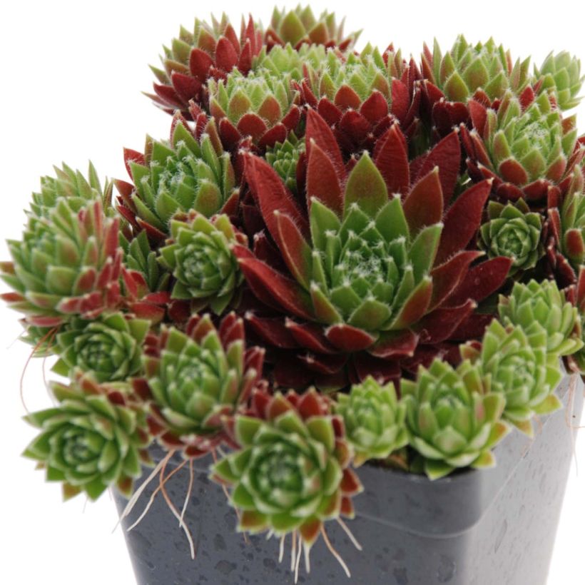 Sempervivum Chick Charms Cinnamon Starbust - Semprevivo (Porto)