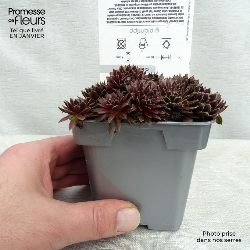 Sempervivum Chick Charms Cosmic Candy - Joubarbe bordeaux au cœur cotonneux Pot de 10 cm/11cm esemplare consegnato in inverno