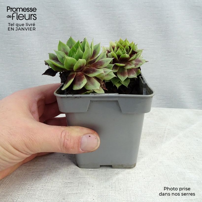 Sempervivum Chick Charms ® Cranberry Cocktail - Joubarbe pourpre sombre pointé de vert Pot de 10 cm/11cm esemplare consegnato in inverno