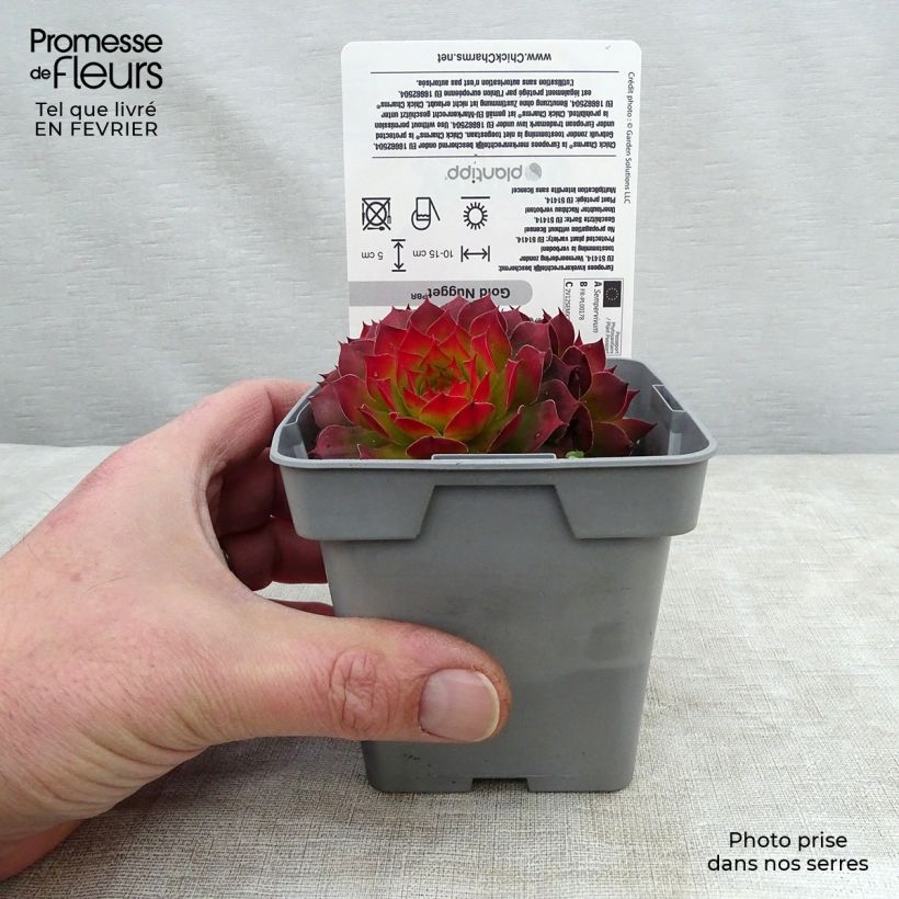 Sempervivum Chick Charms Gold Nugget - Joubarbe Pot de 10 cm/11cm esemplare consegnato in inverno