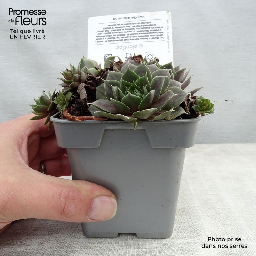 Sempervivum Chick Charms Plum Perfect  - Joubarbe Pot de 10 cm/11cm esemplare consegnato in inverno