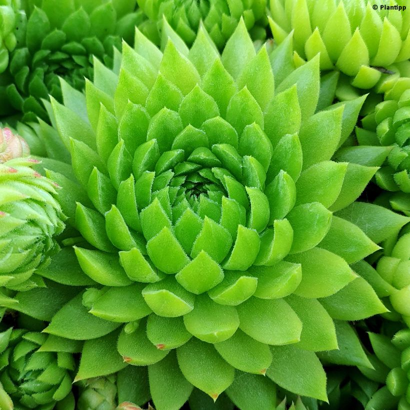 Sempervivum Chick Charms Key Lime Kiss - Semprevivo (Fogliame)