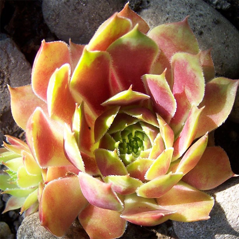 Sempervivum Commander Hay - Semprevivo (Fioritura)