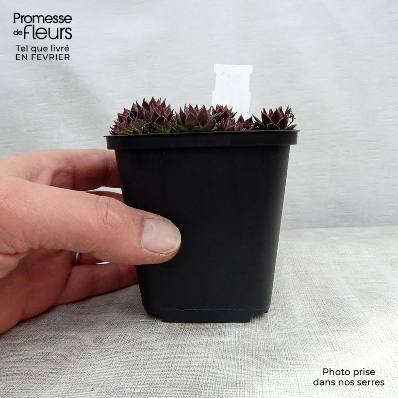 Sempervivum Commander Hay - Joubarbe hybride rouge et verte Godet de 9cm esemplare consegnato in inverno