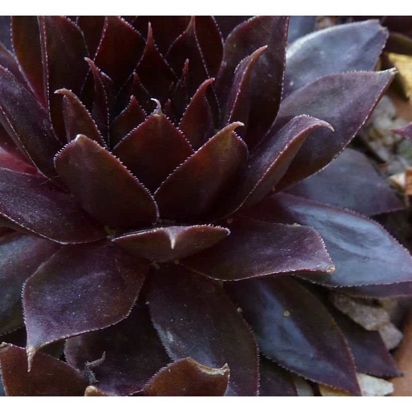 Sempervivum Dark Beauty - Semprevivo (Fogliame)