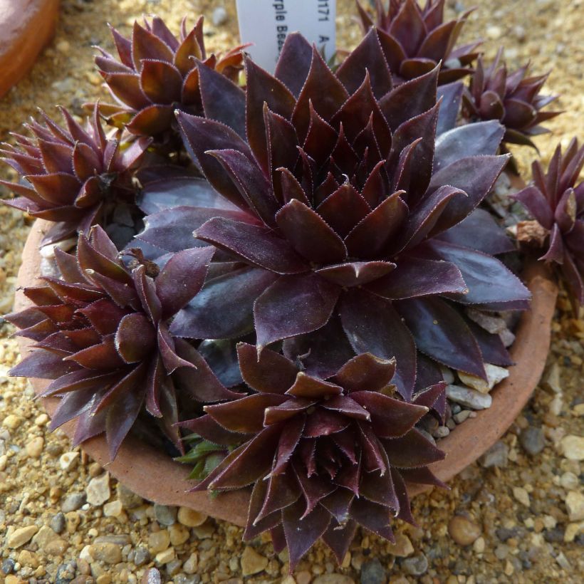 Sempervivum Dark Beauty - Semprevivo (Porto)