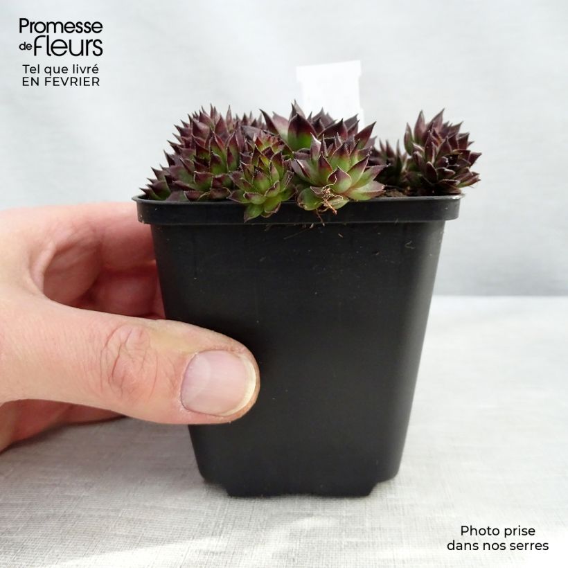 Sempervivum Dark Beauty - Joubarbe pourpre foncé Godet de 8/9 cm esemplare consegnato in inverno