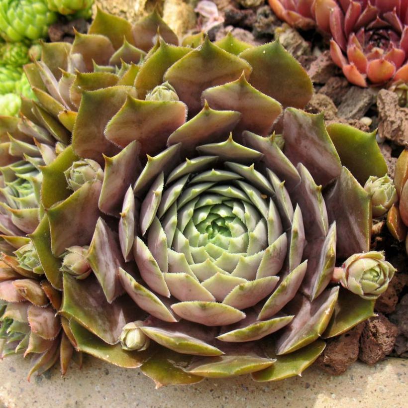 Sempervivum Feldmaier - Semprevivo (Fogliame)