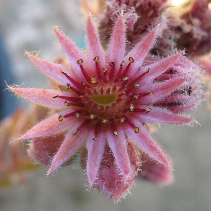 Sempervivum Feldmaier - Semprevivo (Fioritura)