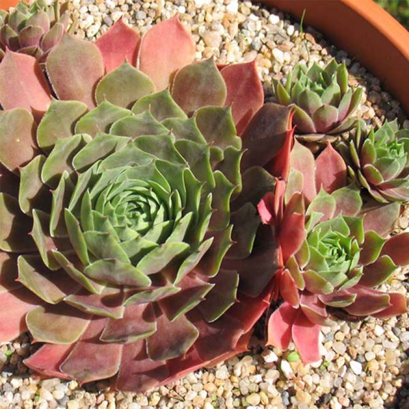 Sempervivum Othello - Semprevivo (Fioritura)