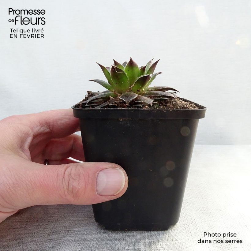 Sempervivum Pilatus - Joubarbe hybride bronze-violacé. Godet de 8/9 cm esemplare consegnato in inverno