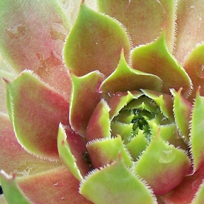 Sempervivum Pseudo-ornatum - Semprevivo (Fogliame)