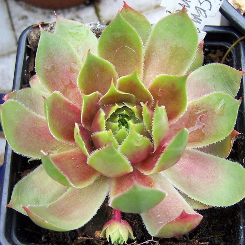 Sempervivum Pseudo-ornatum - Semprevivo (Porto)