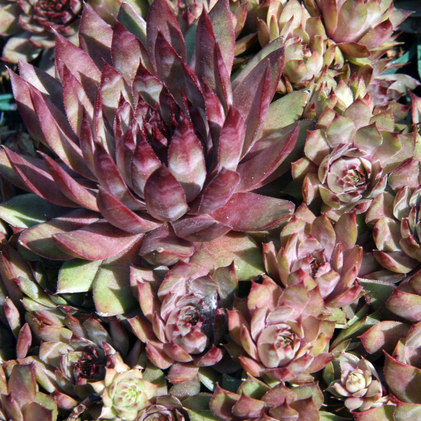 Sempervivum Purple Beauty - Semprevivo (Fogliame)