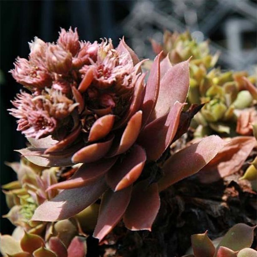 Sempervivum Purple Beauty - Semprevivo (Fioritura)