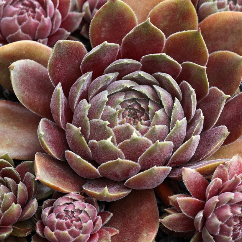 Sempervivum Rauher Kulm - Semprevivo (Fogliame)