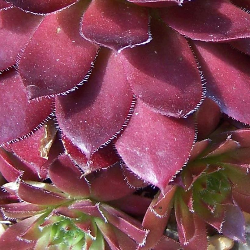 Sempervivum Rubin - Semprevivo (Fogliame)