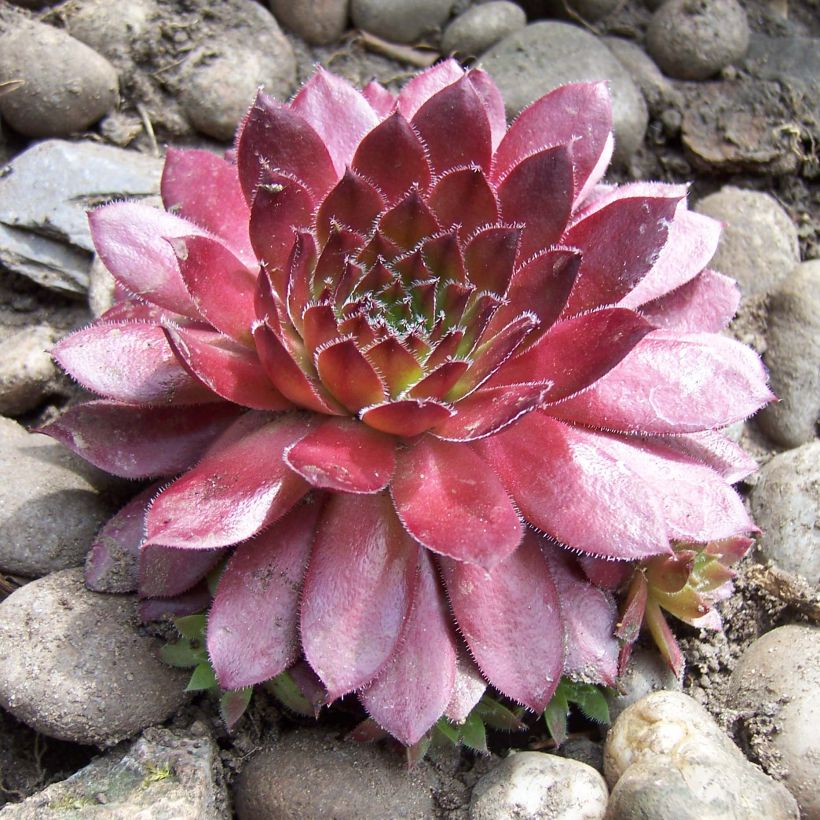 Sempervivum Rubin - Semprevivo (Porto)