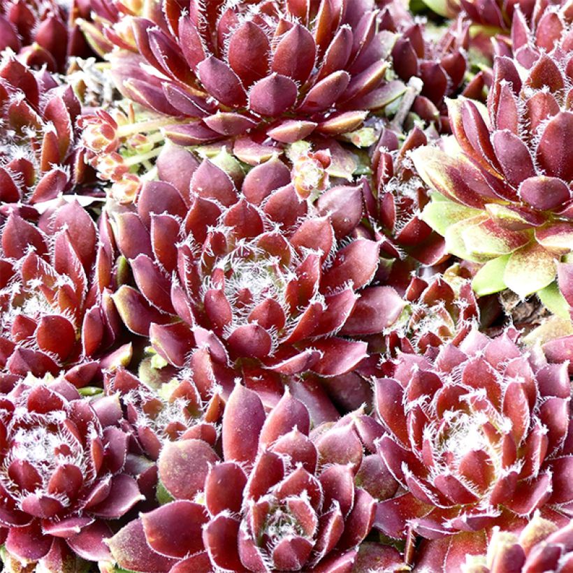 Sempervivum Silberkarneol - Semprevivo (Fogliame)