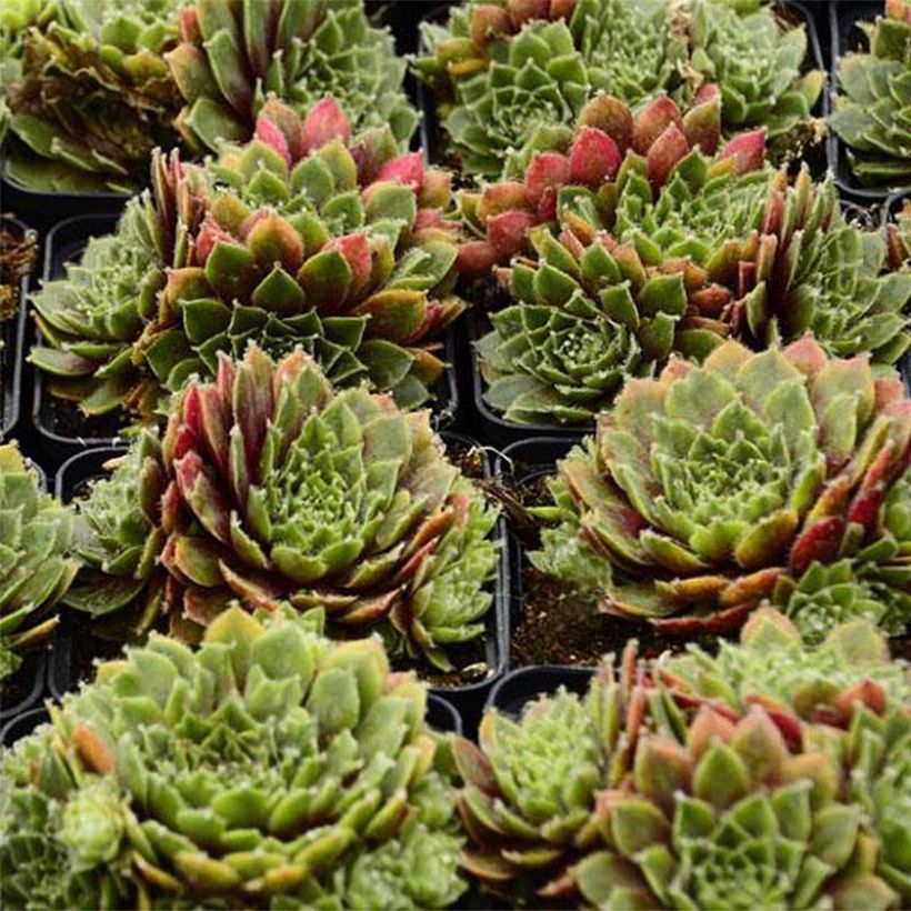 Sempervivum erythraeum Red Velvet (Fogliame)