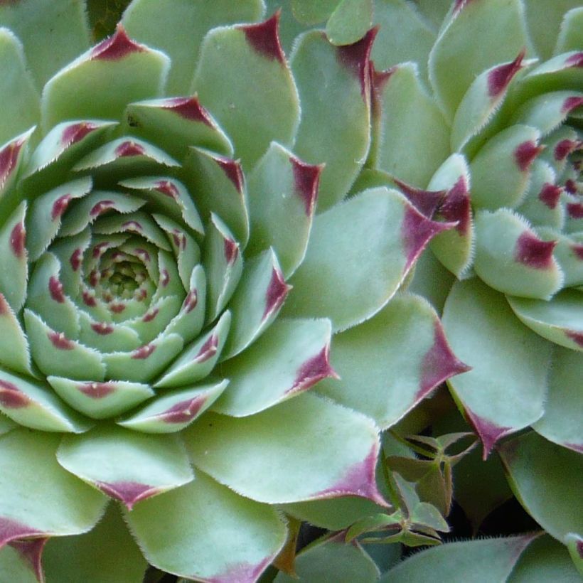 Sempervivum calcareum - Semprevivo del calcare (Fogliame)