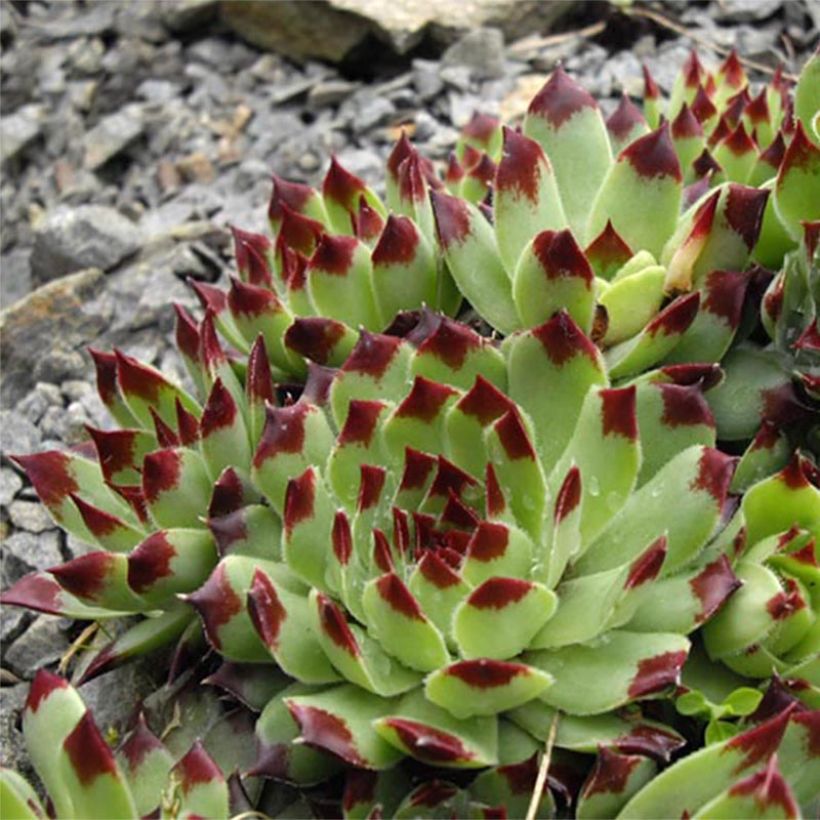 Sempervivum calcareum - Semprevivo del calcare (Fioritura)