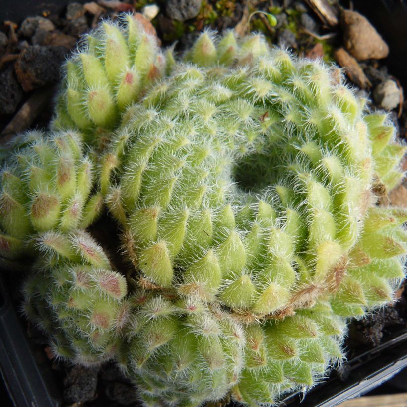 Sempervivum ciliosum var. borisii (Porto)