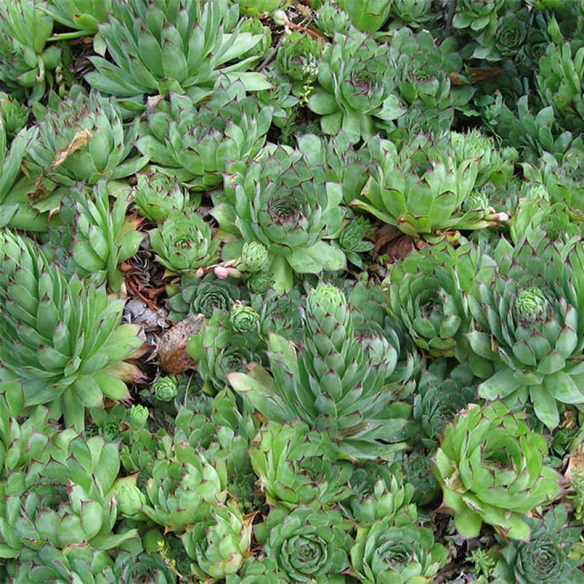 Sempervivum tectorum - Semprevivo maggiore (Fogliame)