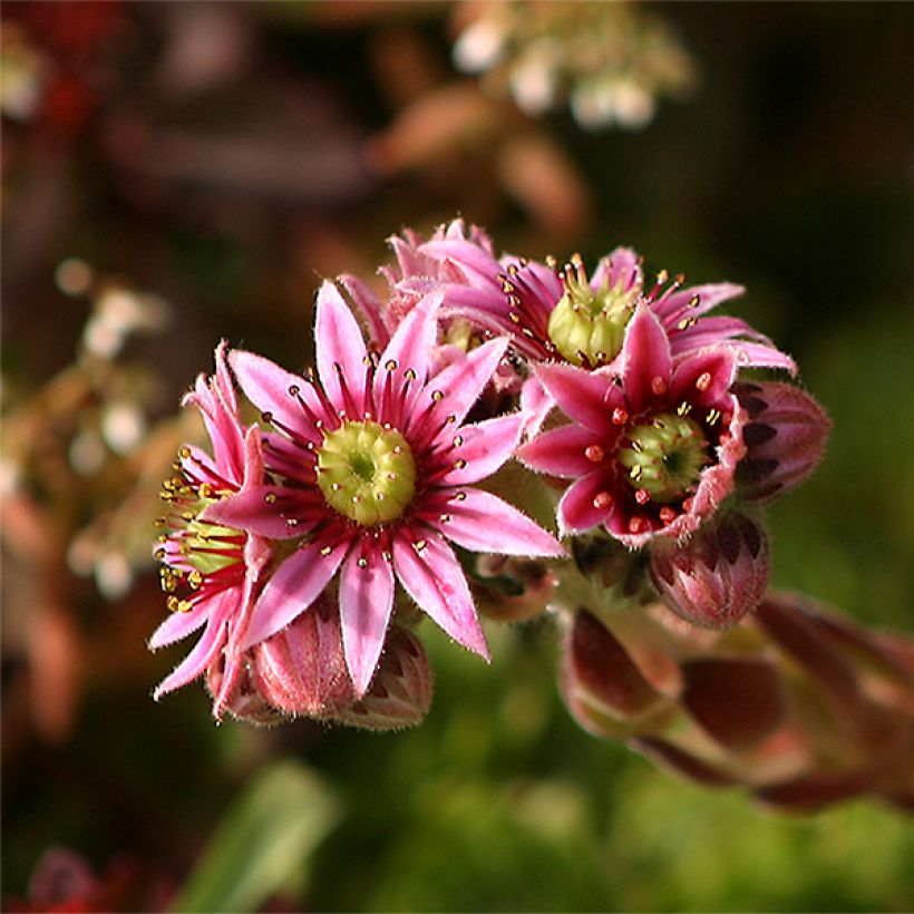 Sempervivum tectorum - Semprevivo maggiore (Fioritura)