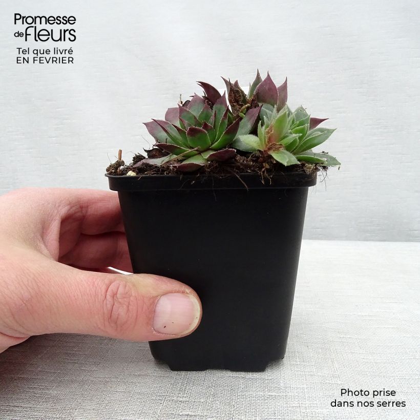 Sempervivum tectorum - Joubarbe des toits Godet de 9cm esemplare consegnato in inverno