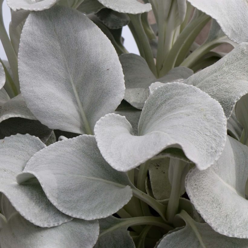 Senecio cineraria var. candicans Angel Wings (Fogliame)