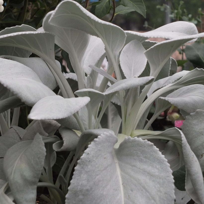 Senecio cineraria var. candicans Angel Wings (Porto)