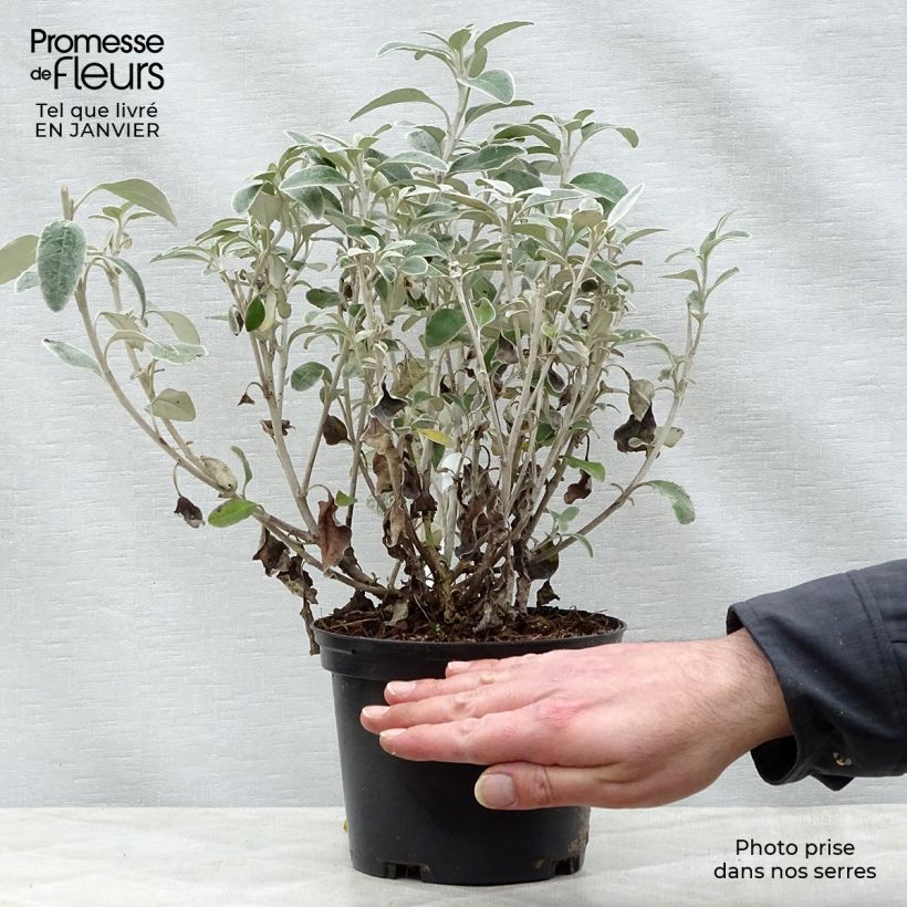 Senecio greyi Sunshine - Seneçon en arbre Pot de 2L/3L esemplare consegnato in inverno