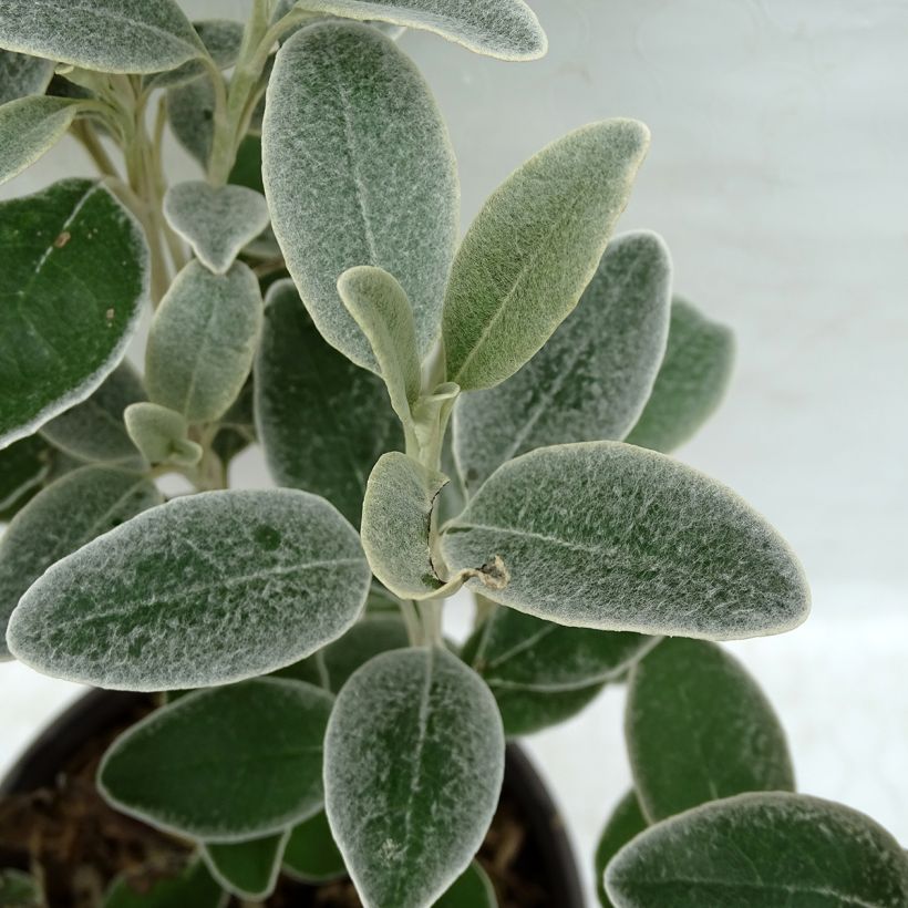 Senecio greyi Sunshine (Fogliame)