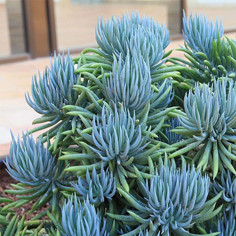 Senecio talinoides subsp. mandraliscae - Cleinia (Porto)