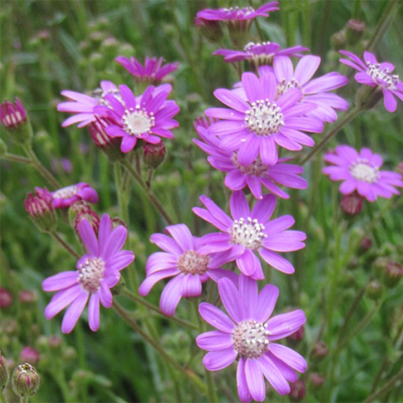 Senecio polyodon (Fioritura)