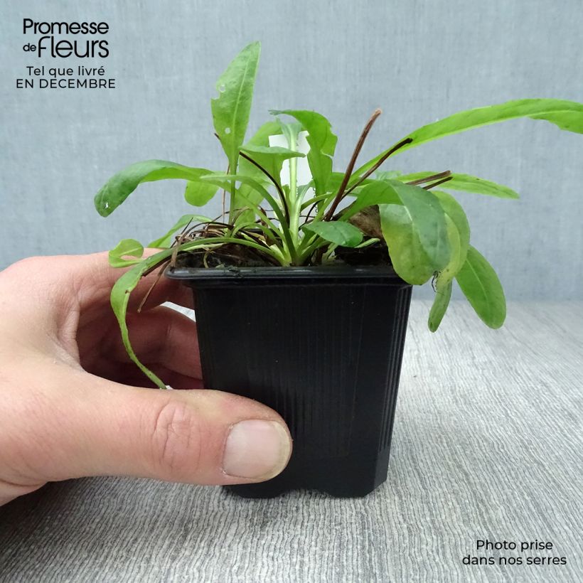 Senecio polyodon - Séneçon rose Godet de 9cm esemplare consegnato in inverno