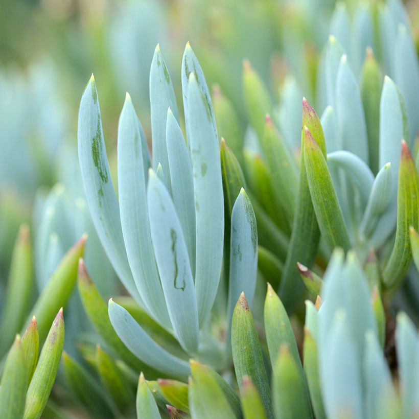 Senecio serpens Blue Chalk (Fogliame)