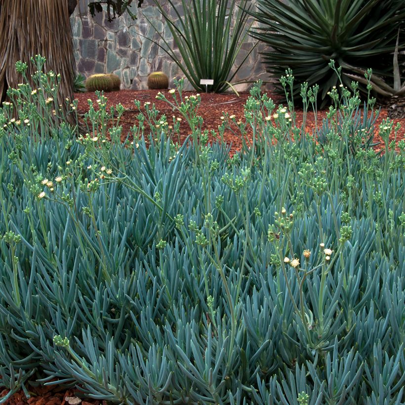 Senecio serpens Blue Chalk (Porto)