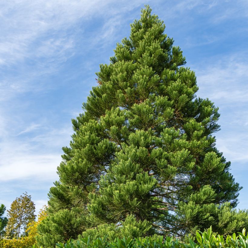 Sequoiadendron giganteum Greenpeace - Sequoia gigante (Porto)