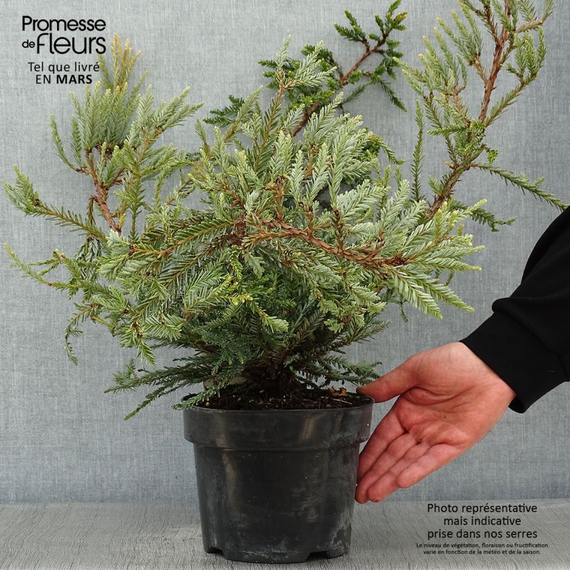 Sequoia sempervirens Adpressa - Séquoia nain Pot de 3L/4L esemplare consegnato in inverno