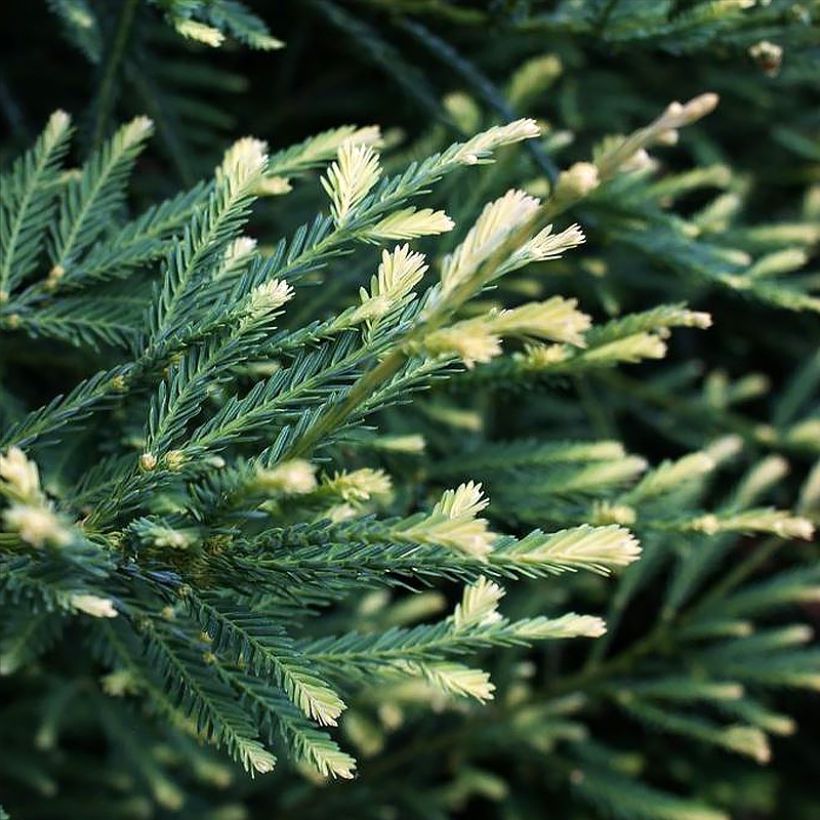 Sequoia sempervirens Adpressa (Fogliame)