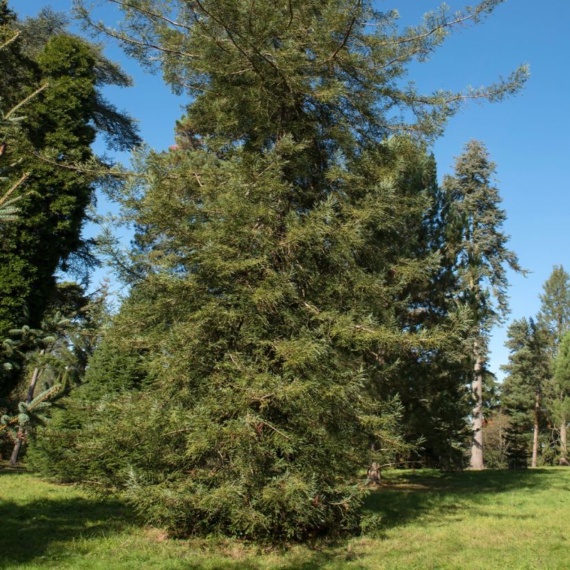 Sequoia sempervirens Adpressa (Porto)