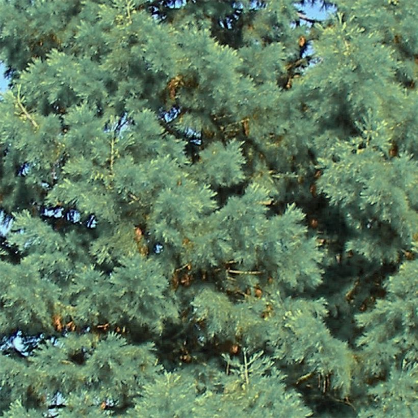 Sequoiadendron giganteum Glaucum - Sequoia gigante (Fogliame)