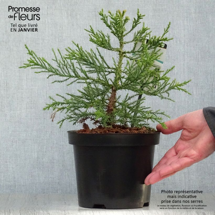 Sequoiadendron giganteum - Séquoia géant  Pot de 2L/3L esemplare consegnato in inverno